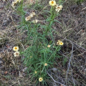 Xerochrysum bracteatum at Deakin, ACT - 6 Feb 2021 05:17 PM