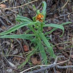 Xerochrysum bracteatum at Deakin, ACT - 6 Feb 2021 05:17 PM