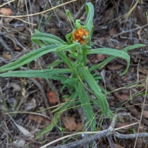 Xerochrysum bracteatum at Deakin, ACT - 6 Feb 2021 05:17 PM