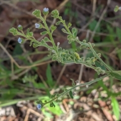 Cynoglossum australe (Australian Forget-me-not) at Hughes Grassy Woodland - 6 Feb 2021 by JackyF