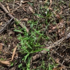 Cynoglossum australe at Hughes, ACT - 6 Feb 2021 04:15 PM