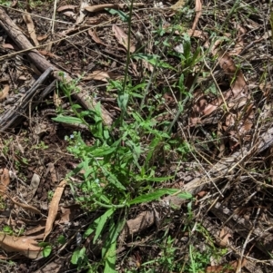 Cynoglossum australe at Hughes, ACT - 6 Feb 2021