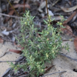 Hibbertia obtusifolia at Moruya, NSW - 3 Feb 2021