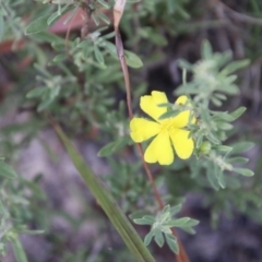 Hibbertia obtusifolia at Moruya, NSW - 3 Feb 2021