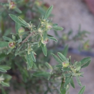 Hibbertia obtusifolia at Moruya, NSW - 3 Feb 2021