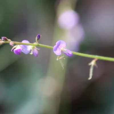 Desmodium rhytidophyllum at Moruya, NSW - 2 Feb 2021 by LisaH