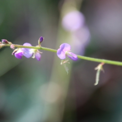 Desmodium rhytidophyllum at Moruya, NSW - 3 Feb 2021 by LisaH