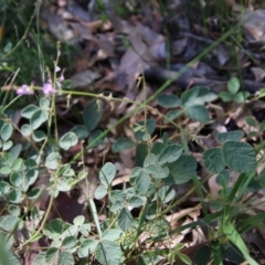 Desmodium rhytidophyllum at Moruya, NSW - 3 Feb 2021