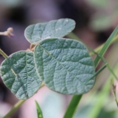 Desmodium rhytidophyllum at Moruya, NSW - 3 Feb 2021