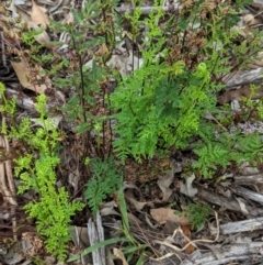 Cheilanthes sieberi (Rock Fern) at Hughes, ACT - 6 Feb 2021 by JackyF