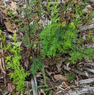 Cheilanthes sieberi (Rock Fern) at Hughes, ACT - 6 Feb 2021 by JackyF