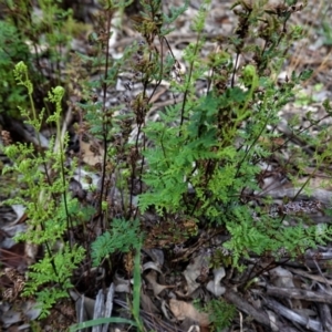 Cheilanthes sieberi at Hughes, ACT - 6 Feb 2021