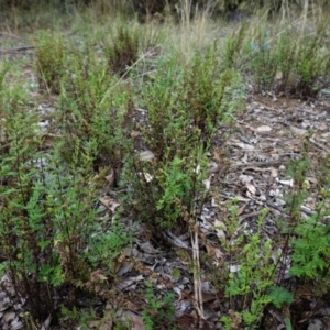 Cheilanthes sieberi at Hughes, ACT - 6 Feb 2021