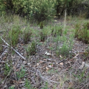 Cheilanthes sieberi at Hughes, ACT - 6 Feb 2021 05:55 PM