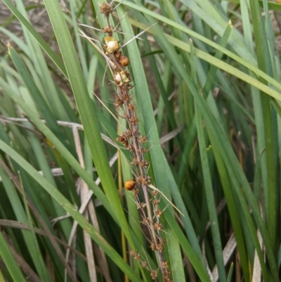 Lomandra longifolia (Spiny-headed Mat-rush, Honey Reed) at Red Hill to Yarralumla Creek - 6 Feb 2021 by JackyF