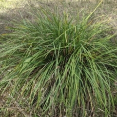 Lomandra longifolia at Hughes, ACT - 6 Feb 2021 06:35 PM