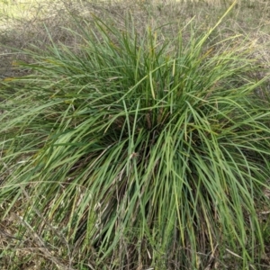 Lomandra longifolia at Hughes, ACT - 6 Feb 2021