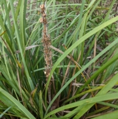 Lomandra longifolia at Hughes, ACT - 6 Feb 2021 06:35 PM