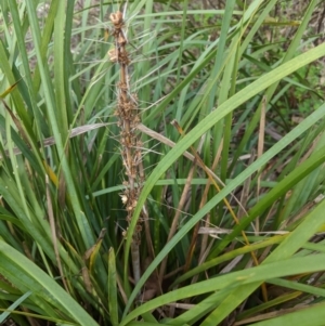 Lomandra longifolia at Hughes, ACT - 6 Feb 2021