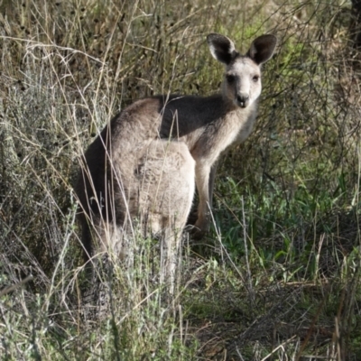 Macropus giganteus (Eastern Grey Kangaroo) at Red Hill to Yarralumla Creek - 6 Feb 2021 by JackyF