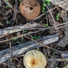 Bovista (A puffball) at Hughes Grassy Woodland - 6 Feb 2021 by JackyF