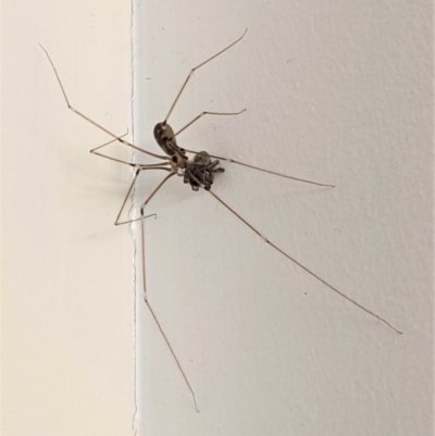 Pholcus phalangioides (Daddy-long-legs spider) at Hughes, ACT - 6 Feb 2021 by JackyF