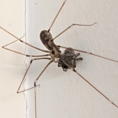 Pholcus phalangioides at Hughes, ACT - 6 Feb 2021 01:51 PM