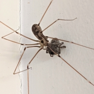 Pholcus phalangioides at Hughes, ACT - 6 Feb 2021