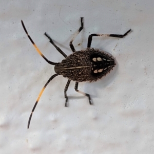 Pentatomidae (family) at Hughes, ACT - 6 Feb 2021 07:28 PM