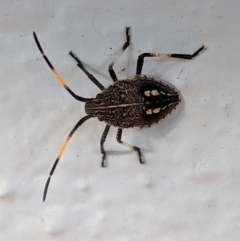Pentatomidae (family) (Shield or Stink bug) at Hughes, ACT - 6 Feb 2021 by JackyF