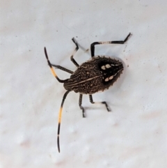 Pentatomidae (family) at Hughes, ACT - 6 Feb 2021 07:28 PM