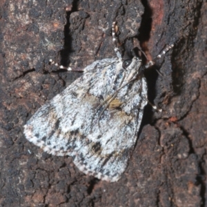 Spectrotrota fimbrialis at Holt, ACT - 3 Feb 2021