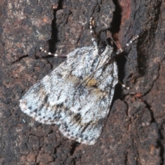 Spectrotrota fimbrialis (A Pyralid moth) at Holt, ACT - 3 Feb 2021 by Harrisi