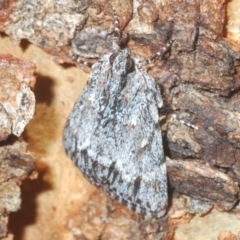 Spectrotrota fimbrialis at Holt, ACT - 3 Feb 2021