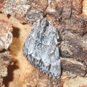 Spectrotrota fimbrialis at Holt, ACT - 3 Feb 2021