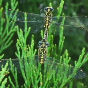 Austrogomphus cornutus at Holt, ACT - 3 Feb 2021 12:59 PM