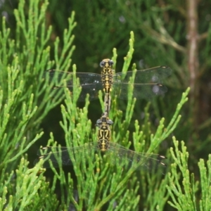 Austrogomphus cornutus at Holt, ACT - 3 Feb 2021 12:59 PM