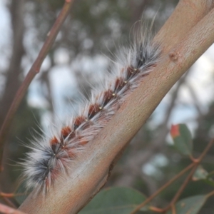 Anthela varia at Wallaroo, NSW - suppressed