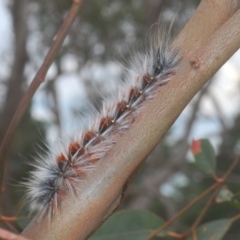 Anthela varia (Hairy Mary) at Wallaroo, NSW - 5 Feb 2021 by Harrisi