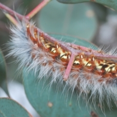 Anthela varia at Wallaroo, NSW - 5 Feb 2021