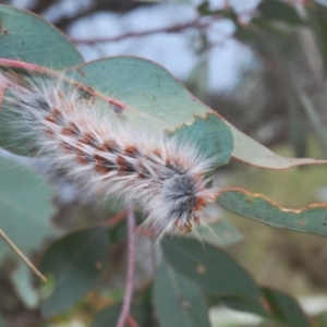 Anthela varia at Wallaroo, NSW - suppressed