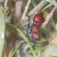 Mutillidae (family) (Unidentified Mutillid wasp or velvet ant) at Wallaroo, NSW - 5 Feb 2021 by Harrisi