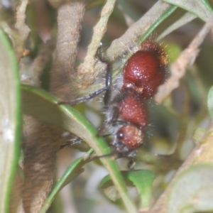 Mutillidae (family) at Wallaroo, NSW - 5 Feb 2021