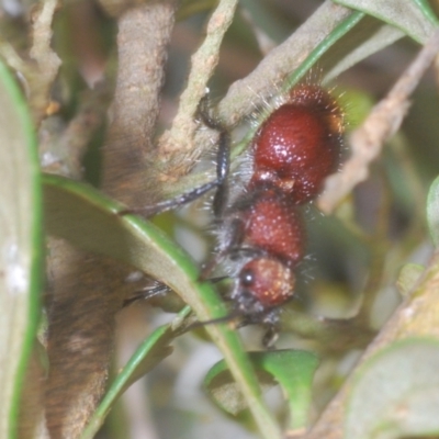 Mutillidae (family) (Unidentified Mutillid wasp or velvet ant) at Wallaroo, NSW - 5 Feb 2021 by Harrisi