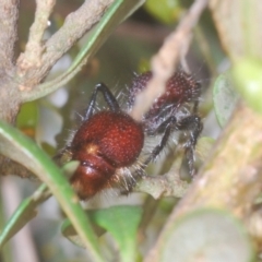 Mutillidae (family) at Wallaroo, NSW - 5 Feb 2021