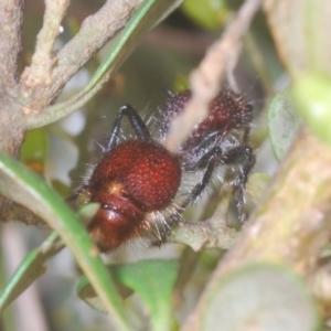 Mutillidae (family) at Wallaroo, NSW - 5 Feb 2021