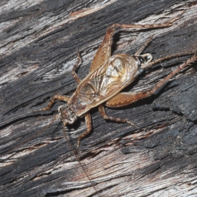 Eurepa marginipennis (Mottled bush cricket) at Aranda Bushland - 5 Feb 2021 by Harrisi