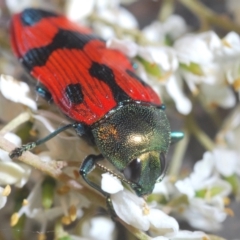 Castiarina delectabilis (A jewel beetle) at Wallaroo, NSW - 5 Feb 2021 by Harrisi