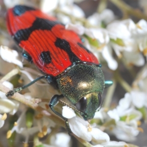 Castiarina delectabilis at Wallaroo, NSW - suppressed