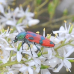 Castiarina delectabilis at Wallaroo, NSW - suppressed